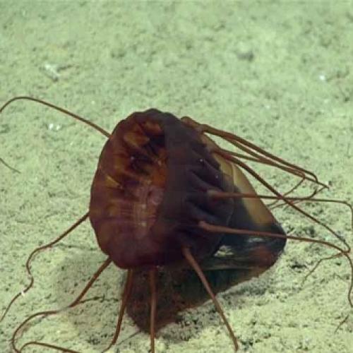 Conheça estranhas criaturas das profundezas do Golfo do México