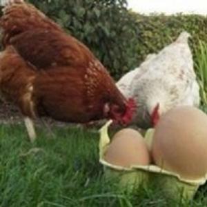 Bizarro: Galinha põe ovo gigante que escondia outro ovo dentro 