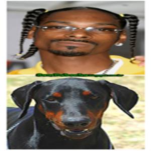 Jogo dos 7 erros: Snoop Dogg VS Dobermann