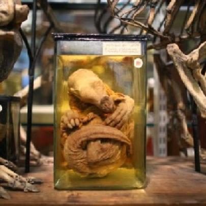 O Museu Grant de Zoologia ou o museu das coisas mortas