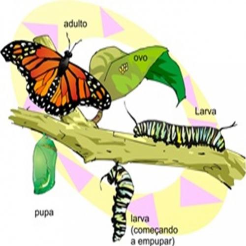 Tudo sobre borboletas. Metamorfose da borboleta