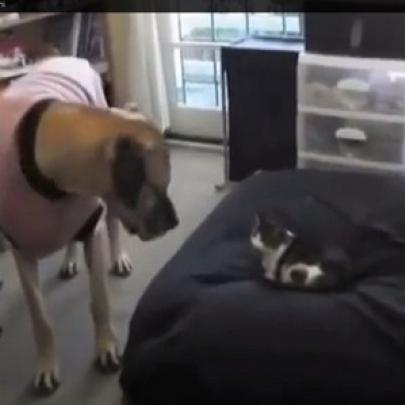 Um vídeo fofo sobre gatos ladrões de cama