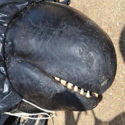 Trinta baleia-piloto encalharam na praia de Upanema