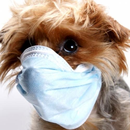 A doença Ebola e os cães