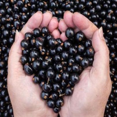 Groselha Negra Antioxidante que previne a celulite e rejuvenesce