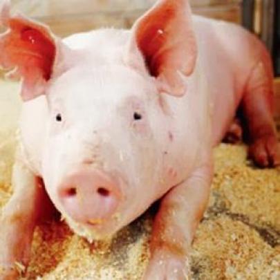 7 coisas que você não sabia sobre o porco