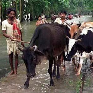 Índia cria refrigerante a base de urina de vaca