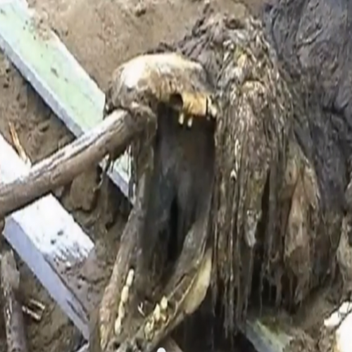 Corpo de estranha criatura encontrada em praia na Rússia