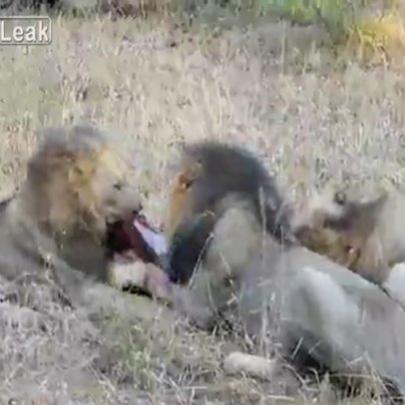 3 leões jovens caçam e comem javali vivo - cenas fortes