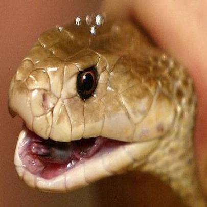 Confira as imagens da cobra mais venenosa do mundo 