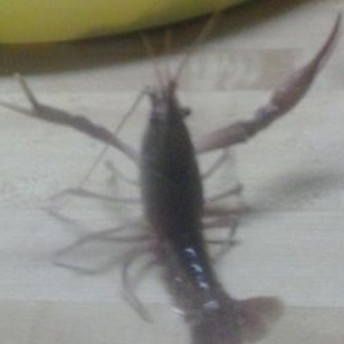 Lagustavo, a lagosta dramática