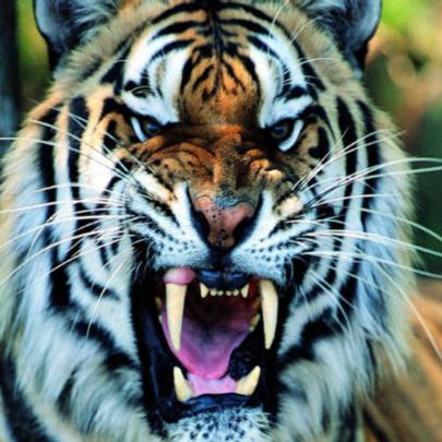 A beleza majestosa e imponente dos Tigres de Bengala