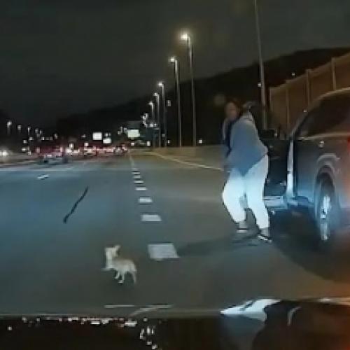Pequeno chihuahua causa perseguição no meio da rodovia