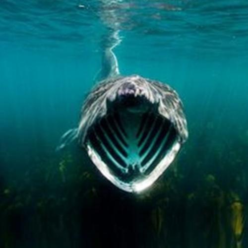 10 criaturas marinhas super estranhas que você nunca ouviu falar