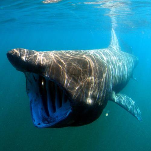 Tubarão gigante é filmado por turistas