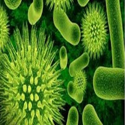 Bactérias, fungos ou outros: o que é Infecção generalizada?