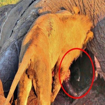 Vejam aonde essa Hiena se escondeu de um leão faminto