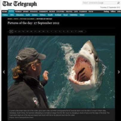 Fotografo desastrado quase foi comido por tubarão