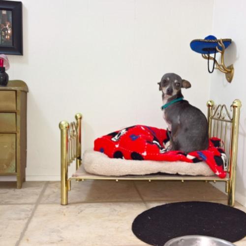 Mulher constrói quarto para seu Chihuahua