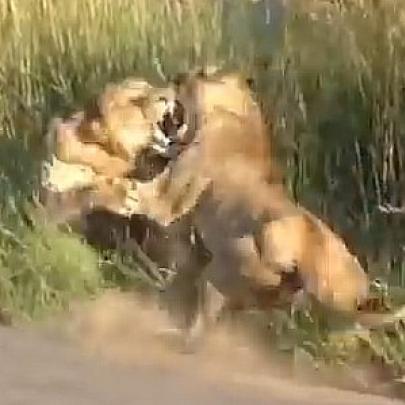 Leoa pressente perigo mortal e ataca outro Leão pra proteger o filhote