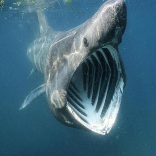 As criaturas mais assustadoras do oceano em imagens