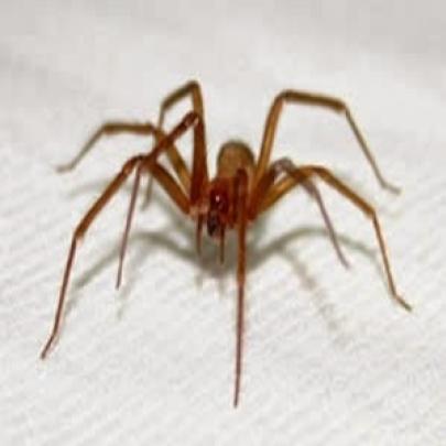 Conheça mais sobre aranhas venenosas