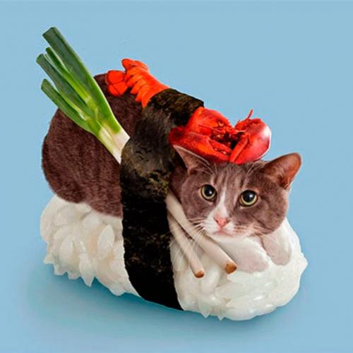 E se o sushi fosse feito com gatos?