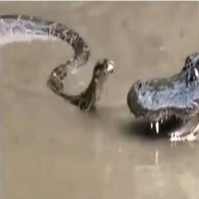 Sucuri corajosa ataca crocodilo gigante 