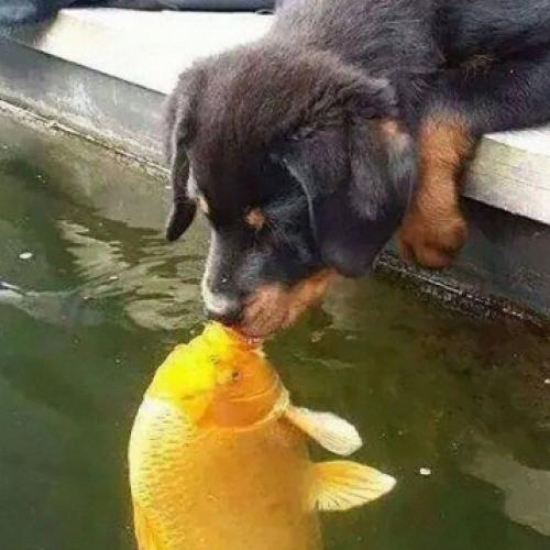 Um cachorrinho beijando um peixe rendeu ótimas montagens