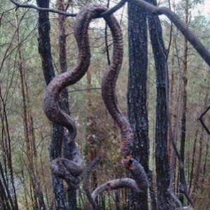 Cobra gigante morre após raio na China e vira lanche de moradores