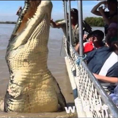 O maior crocodilo do mundo.
