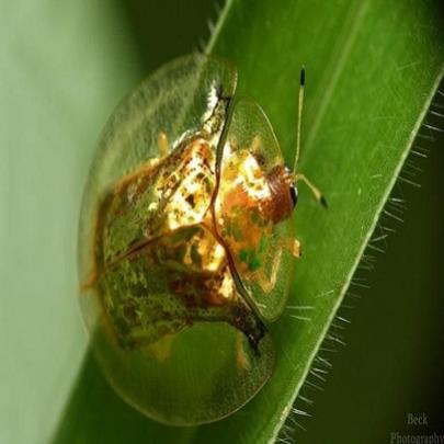 Besouro de ouro : Um dos insetoe mais lindos do mundo