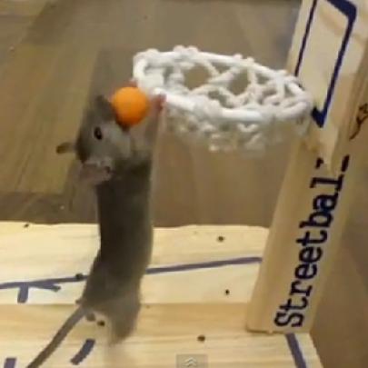 Ratinho esperto jogando basquete