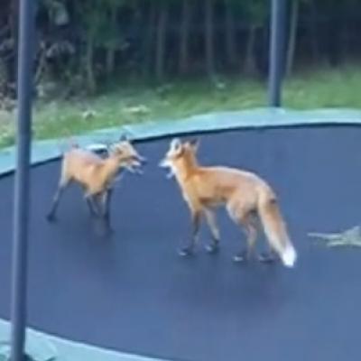 Raposas brincando sob um trampolim
