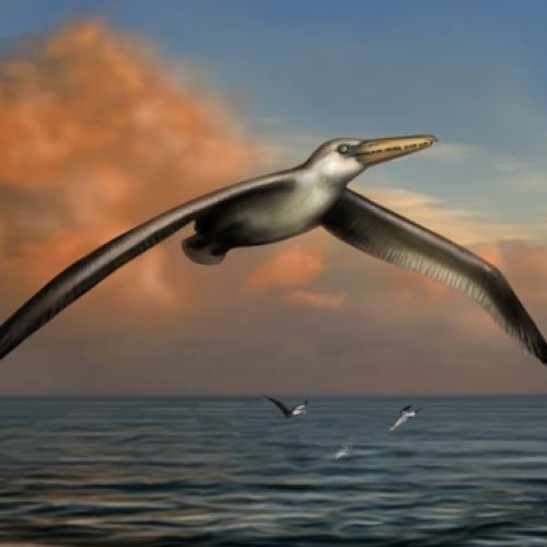 Fóssil revela maior ave voadora, com envergadura de 6,4 metros