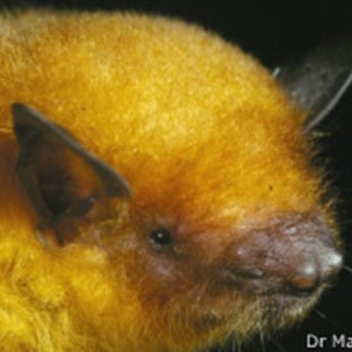 Brasileiro descobre novo morcego dourado na Bolívia