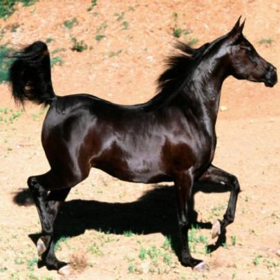 A beleza majestosa e inquietante do Cavalo Árabe