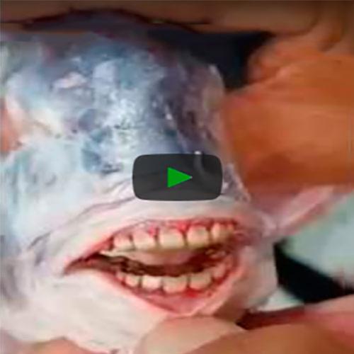 O bizarro caso do peixe que tinha dentes