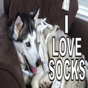 Cachorro que ama meias vira personagem de vídeo de rock no YouTube
