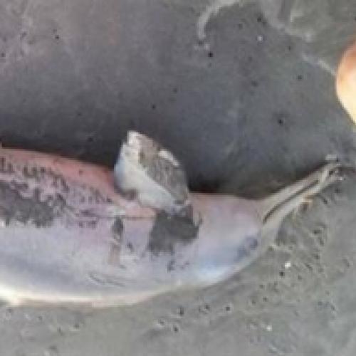 Golfinho morre depois de ser capturado por banhistas para tirar fotos