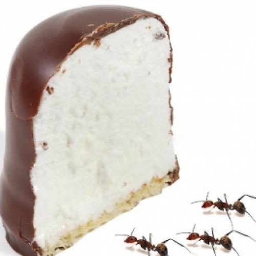 Formigas Vs Marshmallow