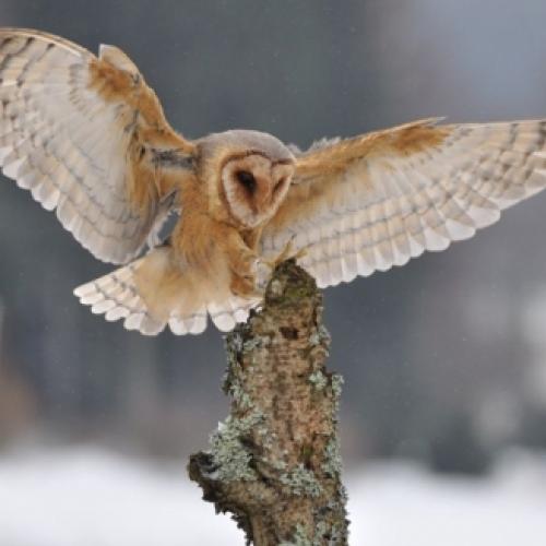 Fotos incríveis de animais e o inverno