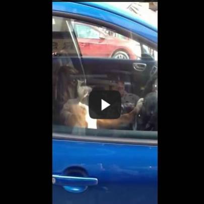 Cachorro fica buzinando trancado no carro por 15 minutos