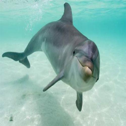 Golfinhos têm umbigo?