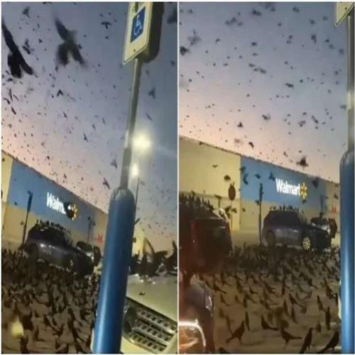 Centenas de pássaros invadem estacionamento de shopping nos EUA