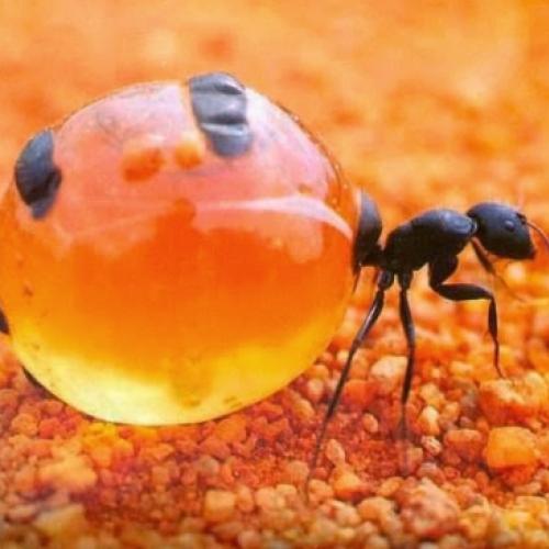 As incríveis formigas-pote-de-mel