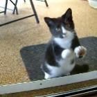 Trollando o gatinho na porta de vidro