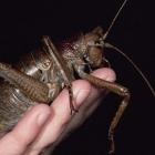 O maior inseto do mundo foi descoberto na Nova Zelândia!