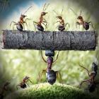Formigas inacreditaveis