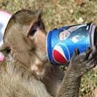 Buffet para macacos em festival na Tailândia